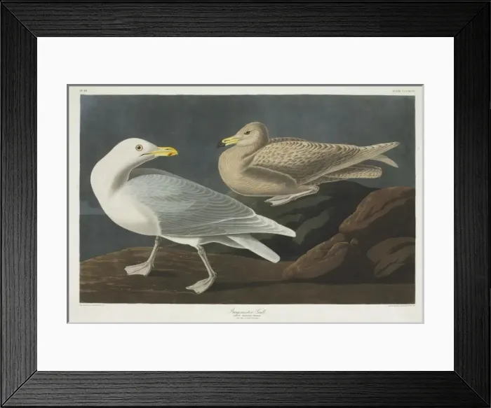 Framed Print : Larus hyperboreus, glaucous gull Framed Print : Larus hyperboreus, glaucous gull