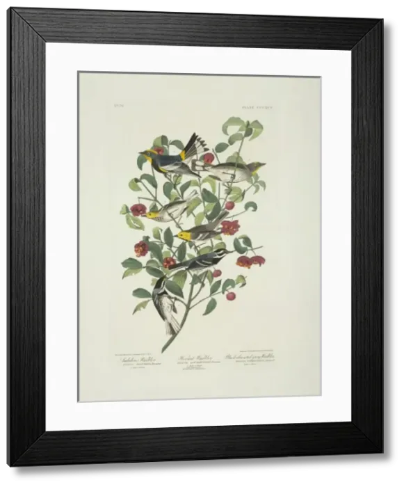 Framed Print : Dendroica nigrescens, Dendroica occidentalis, Dendroica coro Framed Print : Dendroica nigrescens, Dendroica occidentalis, Dendroica coro