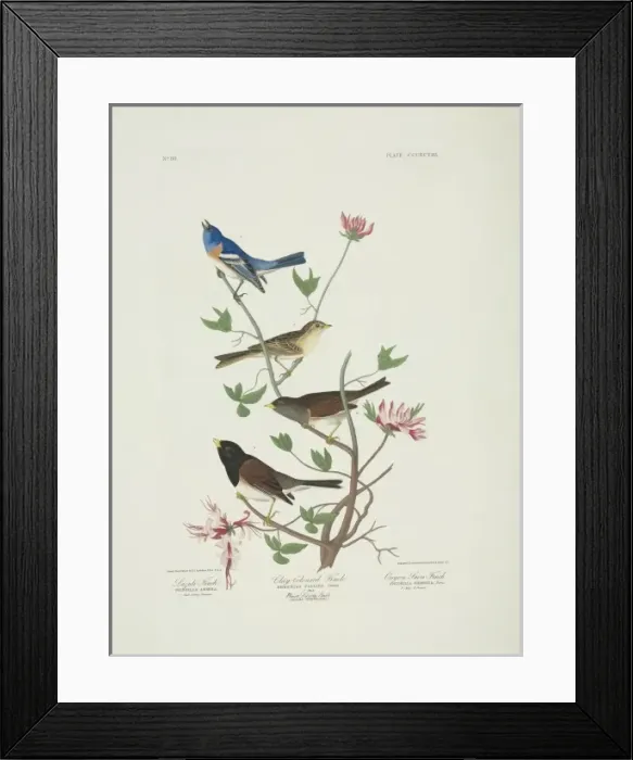 Framed Print : Spizella pallida, Junco hyemalis, Passerina amoena Framed Print : Spizella pallida, Junco hyemalis, Passerina amoena