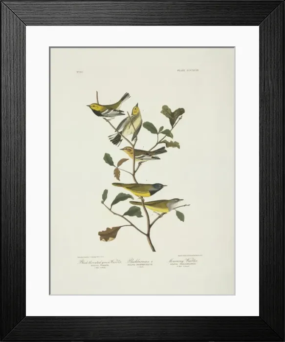 Framed Print : Dendroica fusca, Dendroica virens, Oporornis tolmiei Framed Print : Dendroica fusca, Dendroica virens, Oporornis tolmiei
