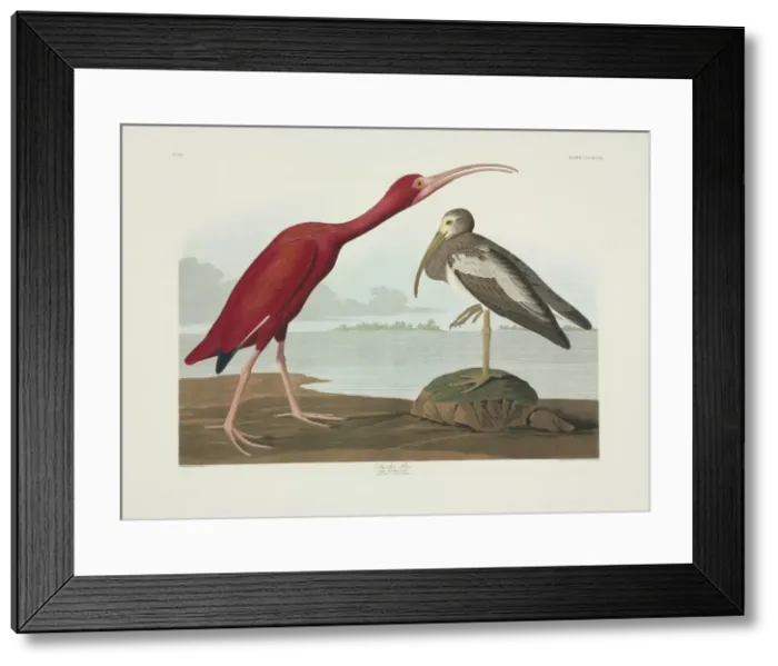 Framed Print : Eudocimus ruber, scarlet Ibis Framed Print : Eudocimus ruber, scarlet Ibis