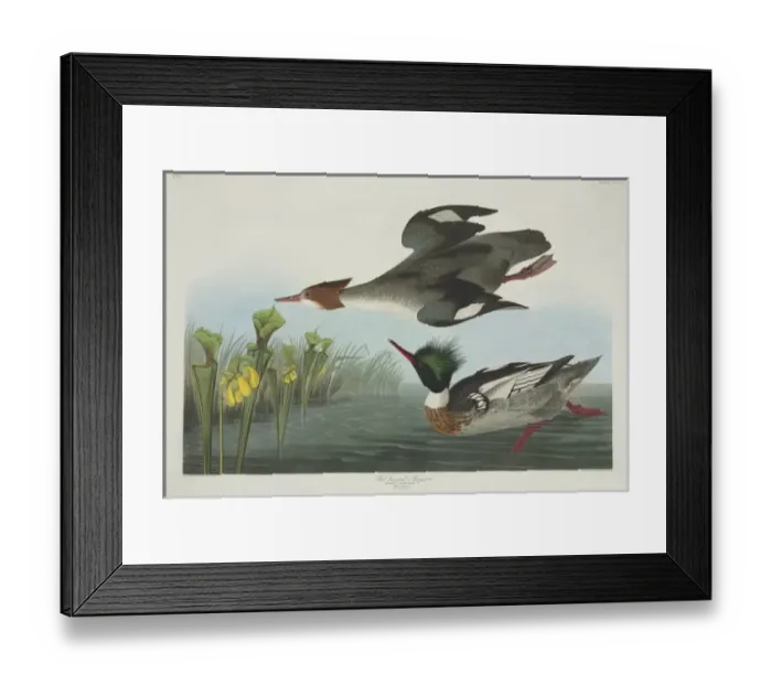 Framed Print : Mergus serrator, red-breasted merganser Framed Print : Mergus serrator, red-breasted merganser