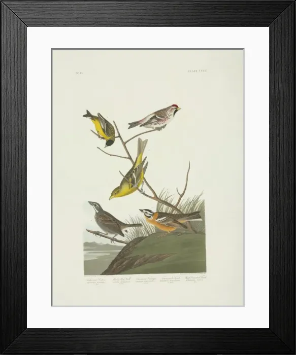 Framed Print : Carduelis psaltria, Carduelis hornemanni, Calcarius pictus Framed Print : Carduelis psaltria, Carduelis hornemanni, Calcarius pictus