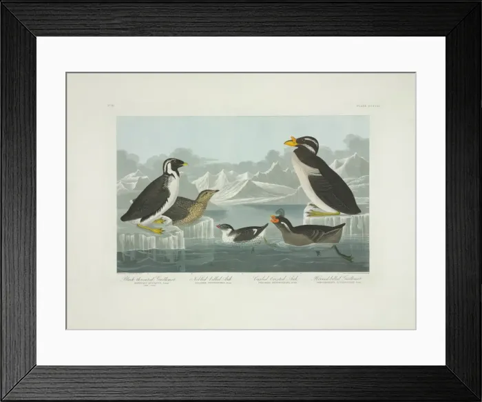 Framed Print : Synthliboramphus antiquus, Aethia cristatella, A. pusilla, C Framed Print : Synthliboramphus antiquus, Aethia cristatella, A. pusilla, C