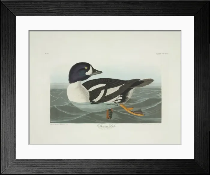 Framed Print : Bucephala islandica, Barrows goldeneye Framed Print : Bucephala islandica, Barrows goldeneye