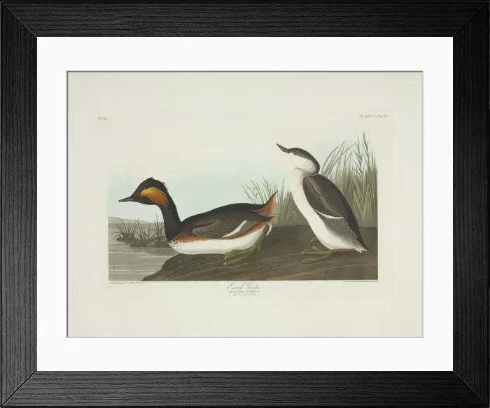 Framed Print : Podiceps nigricollis, black-necked grebe Framed Print : Podiceps nigricollis, black-necked grebe