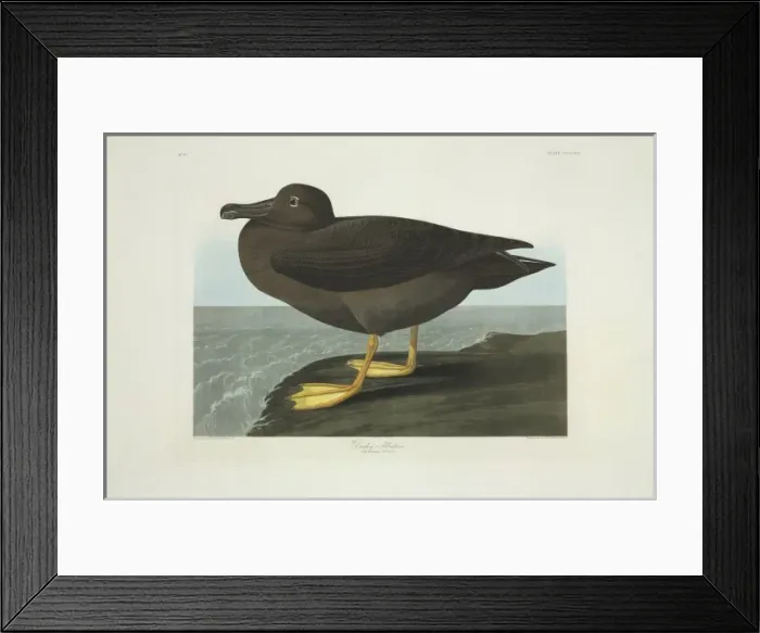 Framed Print : Phoebetria palpebrata, light-mantled albatross Framed Print : Phoebetria palpebrata, light-mantled albatross