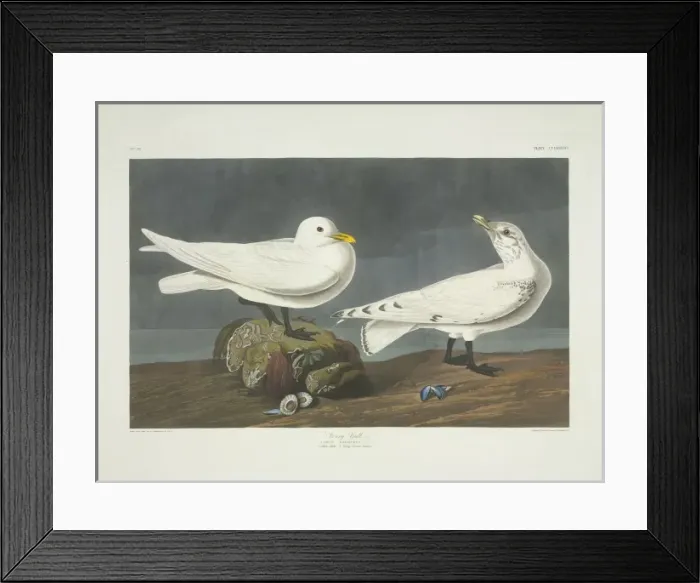 Framed Print : Pagophila eburnea, ivory gull Framed Print : Pagophila eburnea, ivory gull