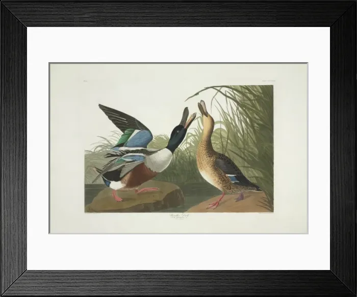 Framed Print : Anas clypeata, northern shoveler Framed Print : Anas clypeata, northern shoveler
