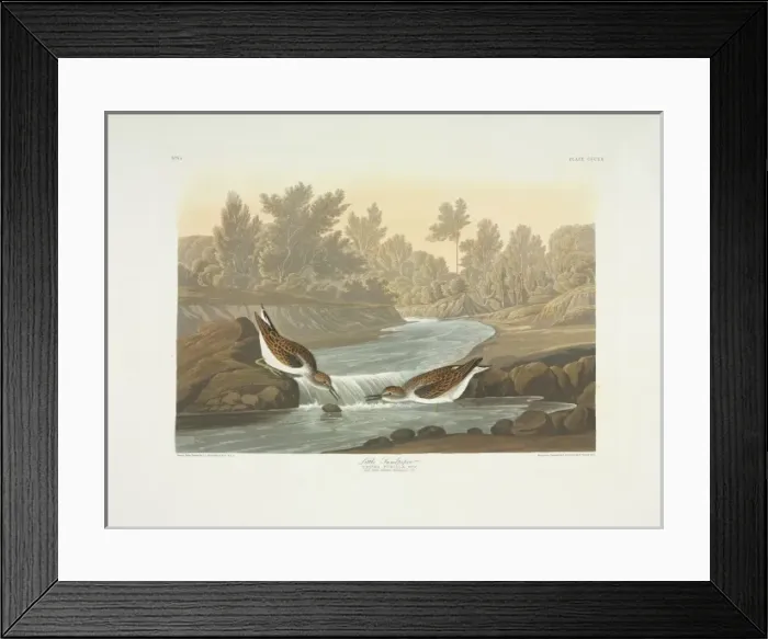 Framed Print : Calidris minutilla, least sandpiper Framed Print : Calidris minutilla, least sandpiper
