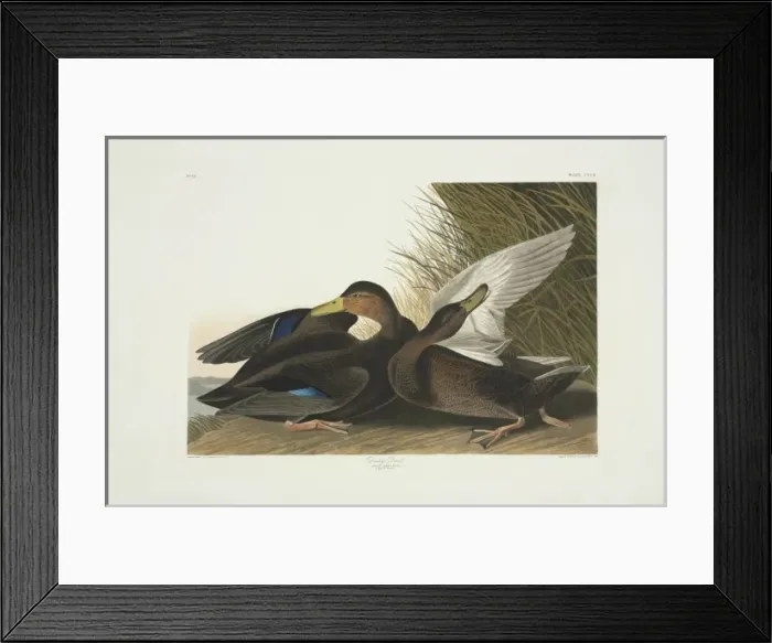 Framed Print : Anas rubripes, American black duck Framed Print : Anas rubripes, American black duck