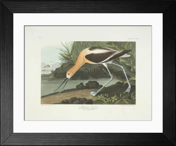 Framed Print : Recurvirostra americana, American avocet Framed Print : Recurvirostra americana, American avocet