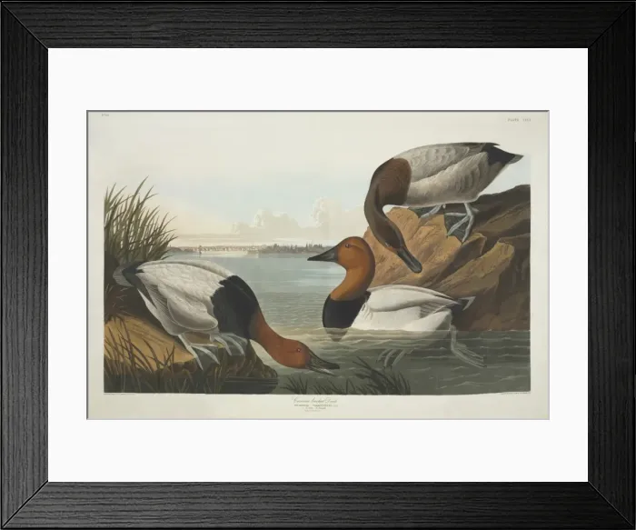 Framed Print : Aythya valisineria, canvasback Framed Print : Aythya valisineria, canvasback