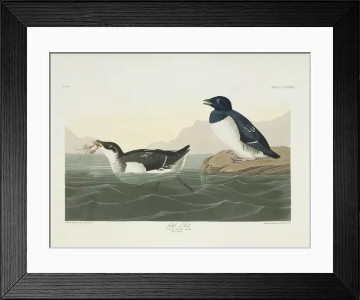 Framed Print : Alle alle, little auk Framed Print : Alle alle, little auk