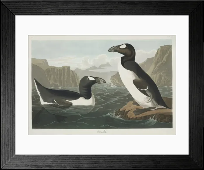 Framed Print : Pinguinus impennis, great auk Framed Print : Pinguinus impennis, great auk