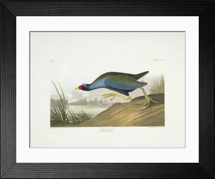 Framed Print : Porphyrio martinica, purple galinule Framed Print : Porphyrio martinica, purple galinule