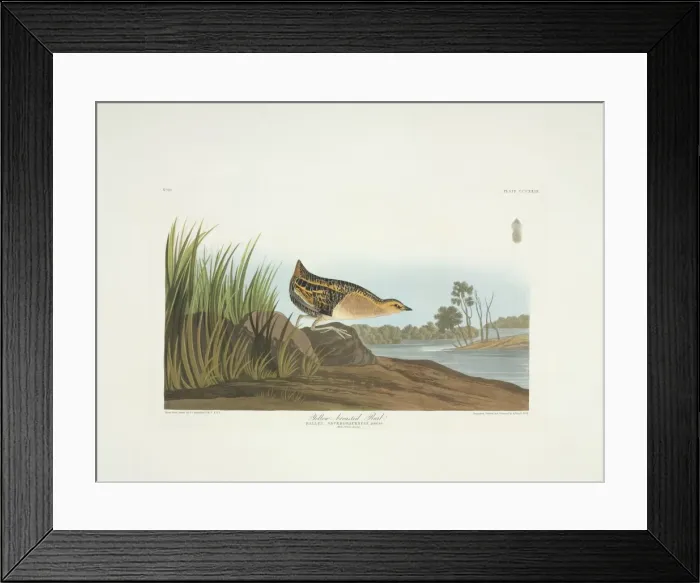 Framed Print : Coturnicops noveboracensis, yellow rail Framed Print : Coturnicops noveboracensis, yellow rail