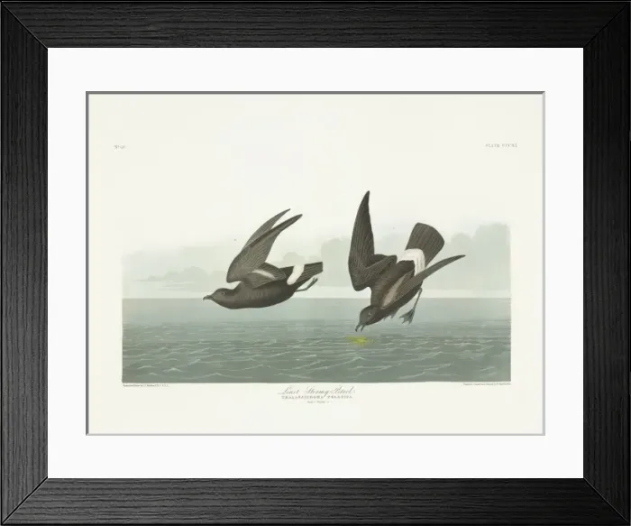 Framed Print : Hydrobates pelagicus, European storm petrel Framed Print : Hydrobates pelagicus, European storm petrel