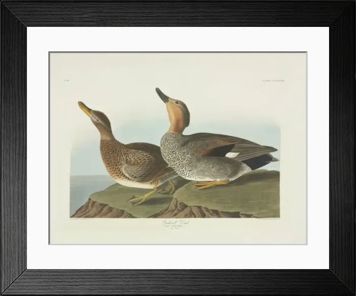 Framed Print : Anas strepera, gadwall Framed Print : Anas strepera, gadwall