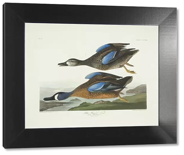 Anas discors, blue-winged teal
