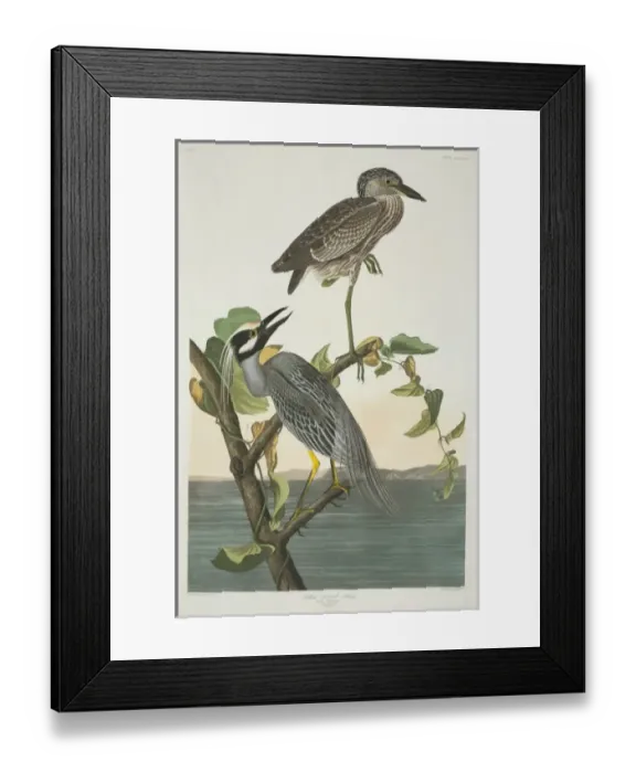 Framed Print : Nyctanassa violacea, yellow-crowned night heron Framed Print : Nyctanassa violacea, yellow-crowned night heron
