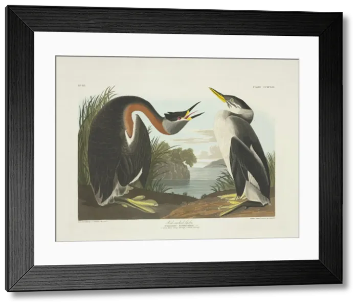 Framed Print : Podiceps grisegena, red-necked grebe Framed Print : Podiceps grisegena, red-necked grebe