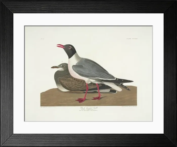 Framed Print : Larus atricilla, laughing gull Framed Print : Larus atricilla, laughing gull