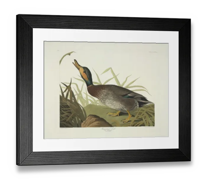 Framed Print : Anas platyrhynchos x strepera, hybrid mallard x gadwall Framed Print : Anas platyrhynchos x strepera, hybrid mallard x gadwall