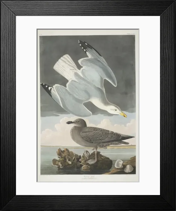 Framed Print : Larus argentatus, herring gull Framed Print : Larus argentatus, herring gull