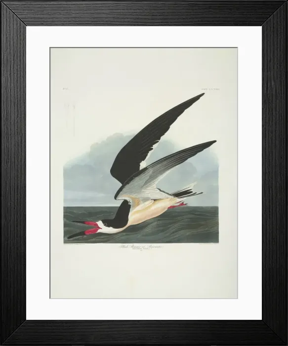 Framed Print : Rynchops niger, black skimmer Framed Print : Rynchops niger, black skimmer
