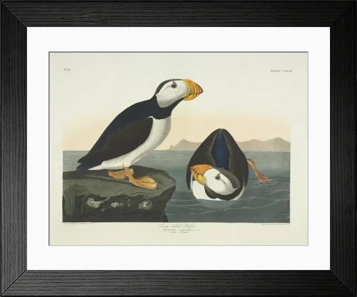Framed Print : Fratercula corniculata, horned puffin Framed Print : Fratercula corniculata, horned puffin