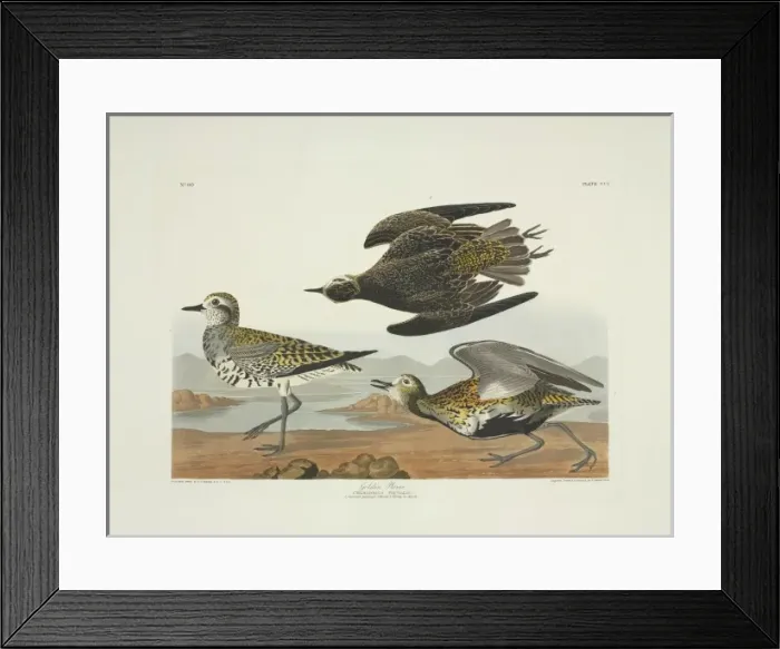 Framed Print : Pluvialis dominica, American golden plover Framed Print : Pluvialis dominica, American golden plover