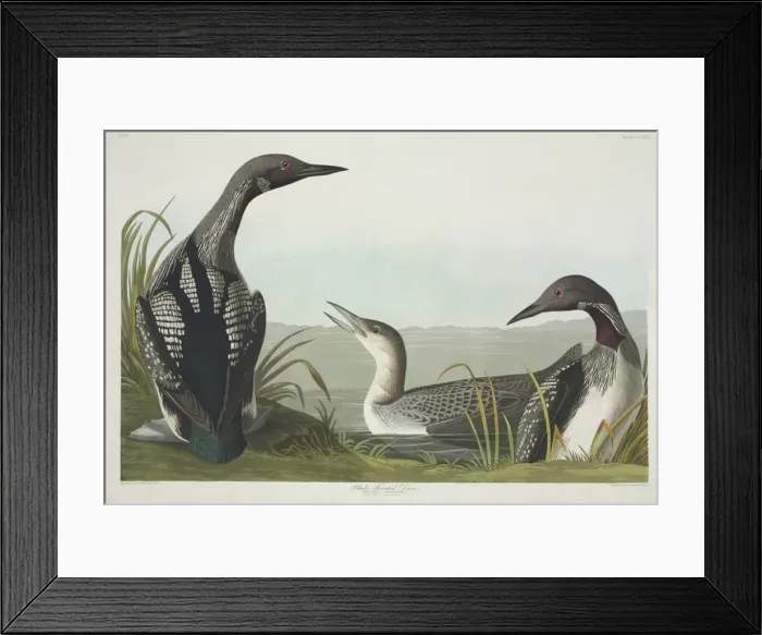 Framed Print : Gavia arctica, black-throated diver Framed Print : Gavia arctica, black-throated diver