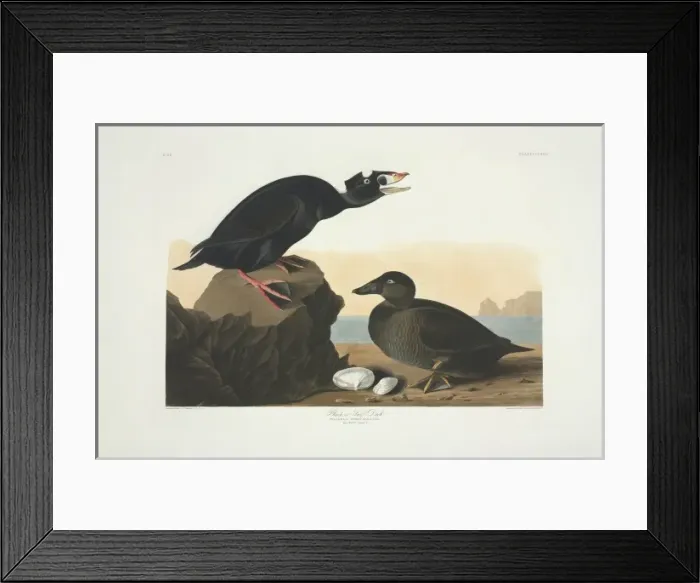 Framed Print : Melanitta perspicillata, surf scoter Framed Print : Melanitta perspicillata, surf scoter