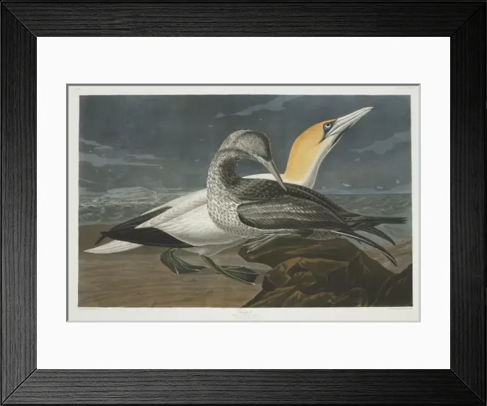 Framed Print : Morus bassanus, northern gannet Framed Print : Morus bassanus, northern gannet