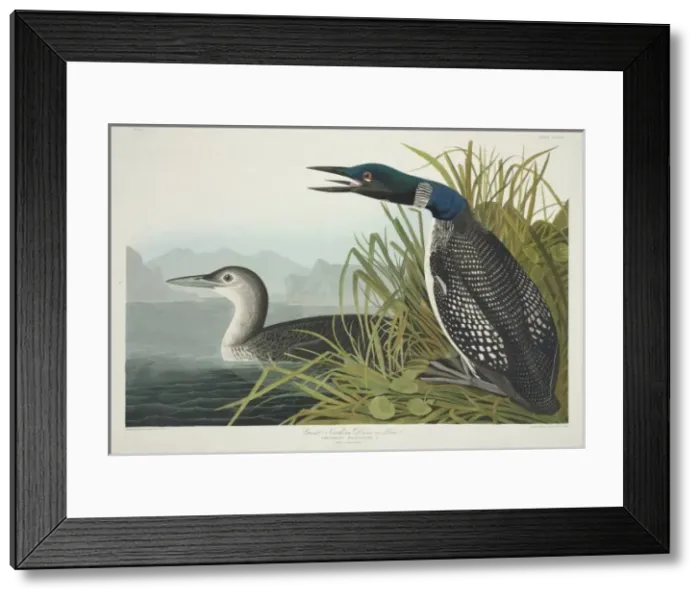Framed Print : Gavia immer, great-northern diver Framed Print : Gavia immer, great-northern diver