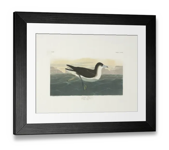Framed Print : Puffinus lherminieri, Audubons shearwater Framed Print : Puffinus lherminieri, Audubons shearwater