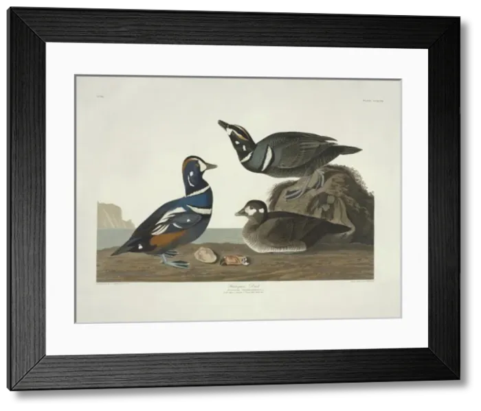 Framed Print : Histrionicus histrionicus, harlequin duck Framed Print : Histrionicus histrionicus, harlequin duck