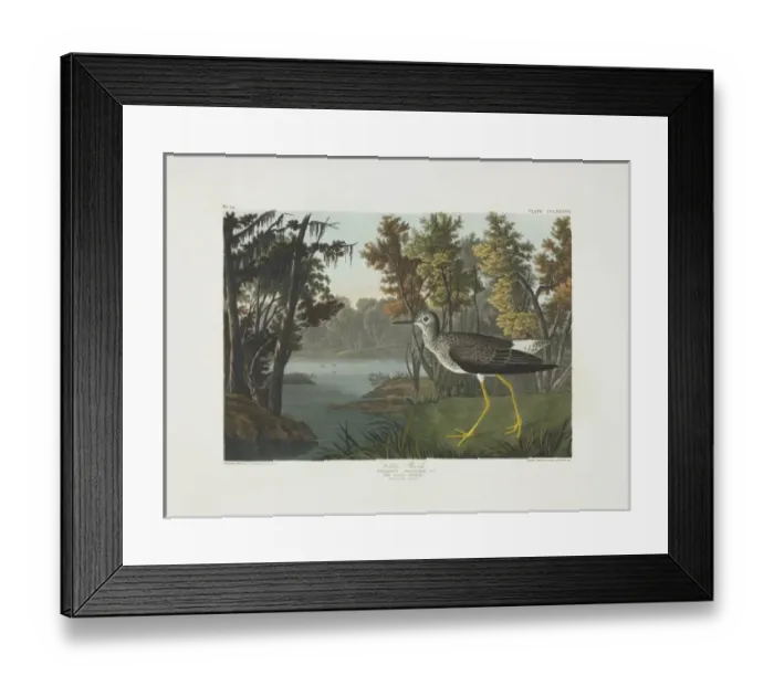 Framed Print : Tringa flavipes, lesser yellowlegs Framed Print : Tringa flavipes, lesser yellowlegs