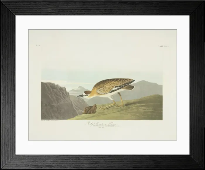 Framed Print : Charadrius montanus, mountain plover Framed Print : Charadrius montanus, mountain plover