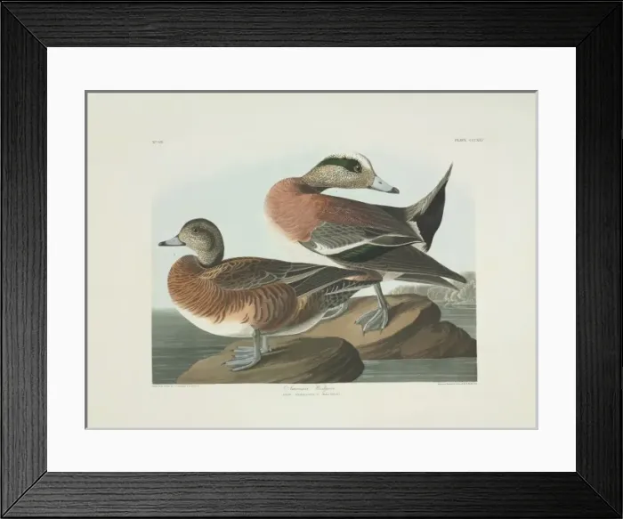 Framed Print : Anas americana, American widgeon Framed Print : Anas americana, American widgeon