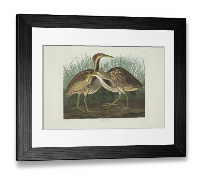 Framed Print : Botaurus lentiginosus, American bittern Framed Print : Botaurus lentiginosus, American bittern