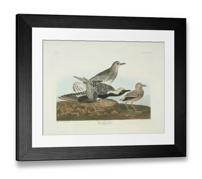 Framed Print : Pluvialis squatarola, grey plover Framed Print : Pluvialis squatarola, grey plover