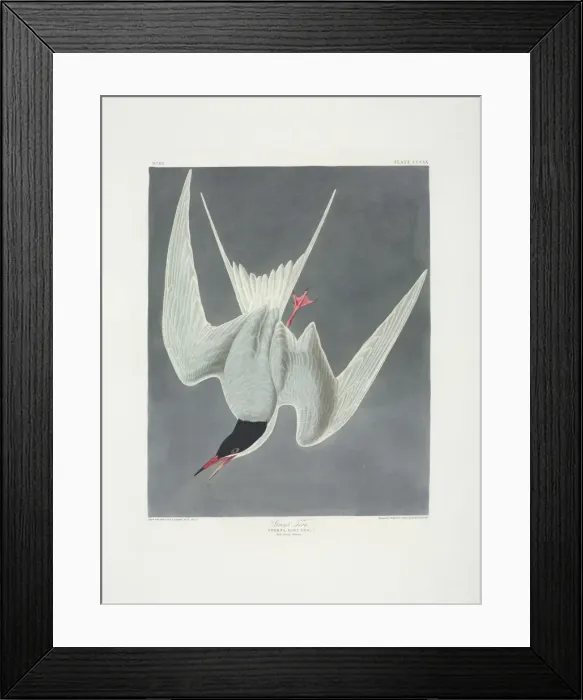 Framed Print : Sterna hirundo, common tern Framed Print : Sterna hirundo, common tern