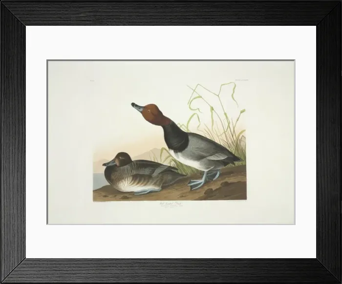 Framed Print : Aythya americana, redhead Framed Print : Aythya americana, redhead