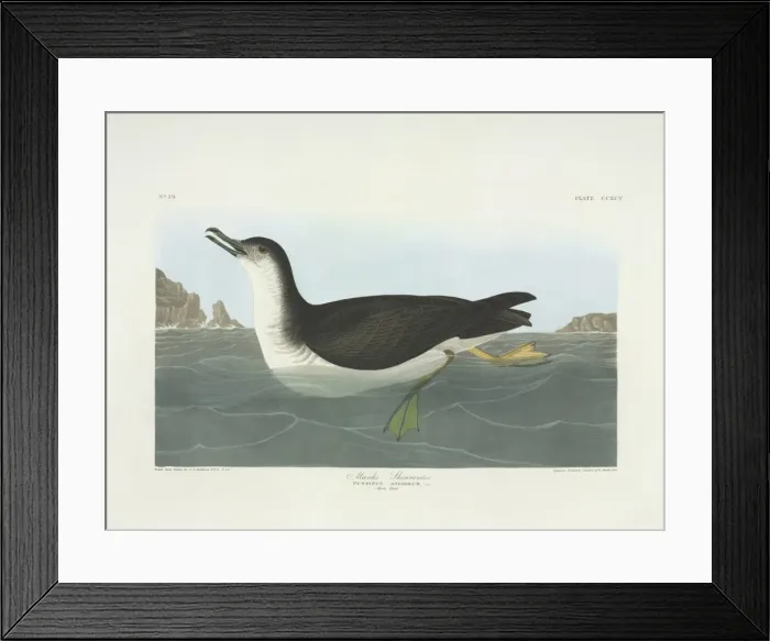 Framed Print : Puffinus puffinus, Manx shearwater Framed Print : Puffinus puffinus, Manx shearwater