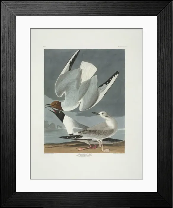 Framed Print : Larus philadelphia, Bonapartes gull Framed Print : Larus philadelphia, Bonapartes gull