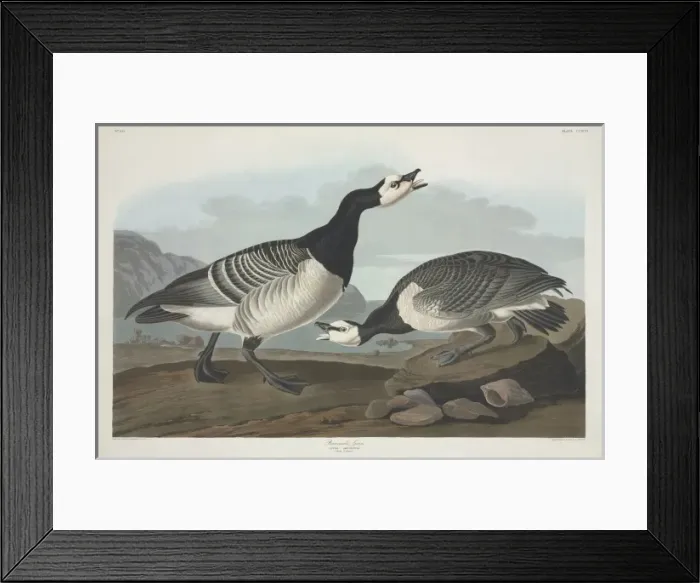 Framed Print : Branta leucopsis, barnacle goose Framed Print : Branta leucopsis, barnacle goose