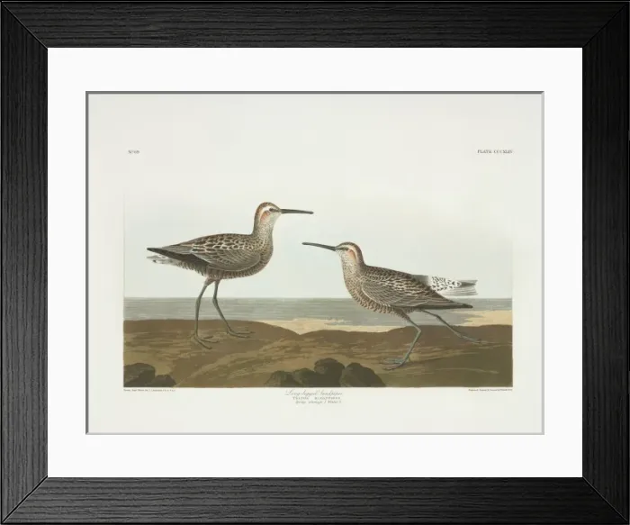 Framed Print : Calidris himantopus, stilt-sandpiper Framed Print : Calidris himantopus, stilt-sandpiper