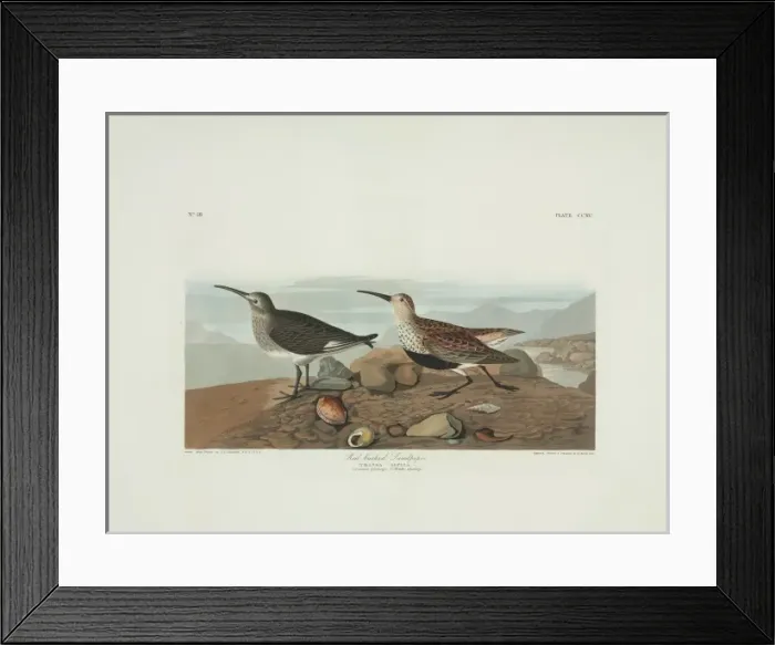 Framed Print : Calidris alpina, dunlin Framed Print : Calidris alpina, dunlin